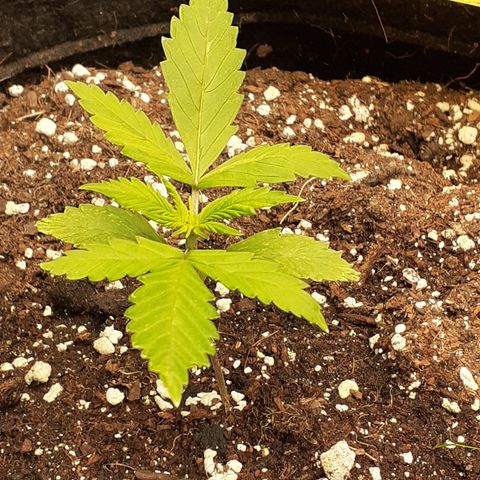 Red Critical Auto  growlog timeline photo