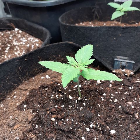 Gorilla Glue Auto  growlog timeline photo
