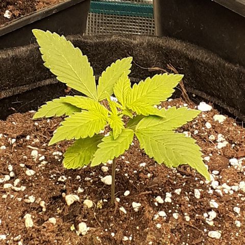 Red Critical Auto  growlog timeline photo