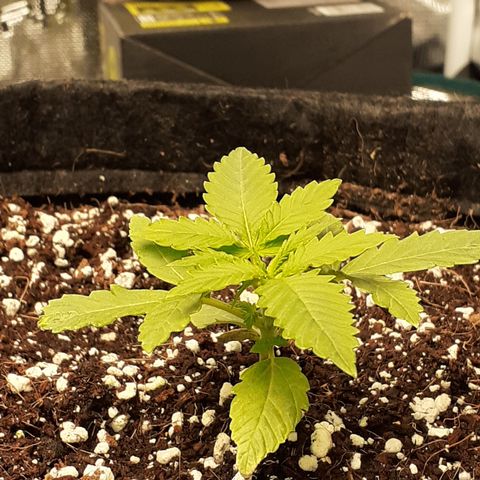 Purple punch Auto  growlog timeline photo