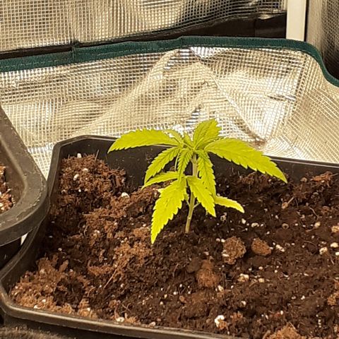 Gorilla Girl Fv growlog timeline photo