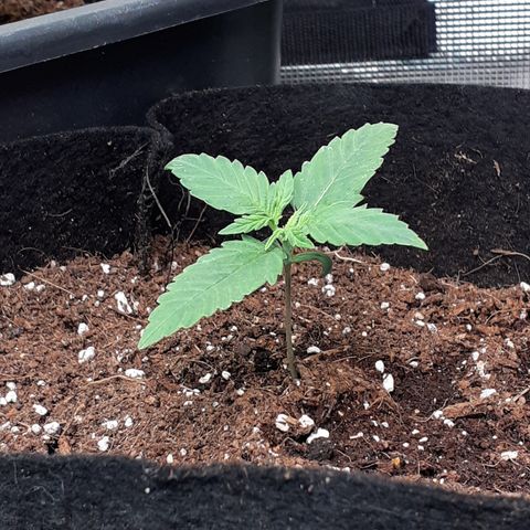 Gorilla Glue Auto  growlog timeline photo