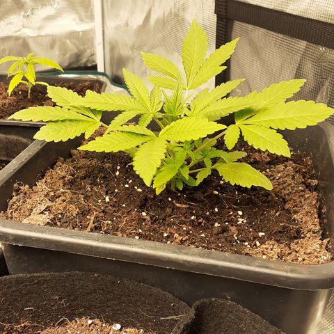 Gorilla Girl Fv growlog timeline photo