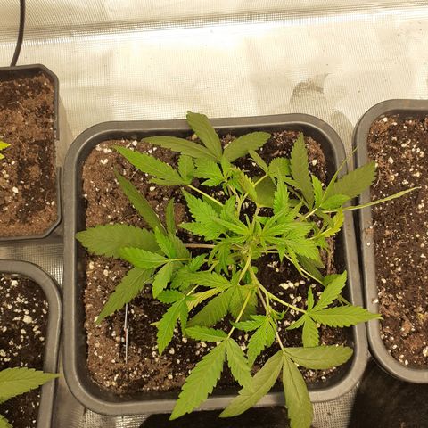 Bruce Banner Auto  growlog timeline photo