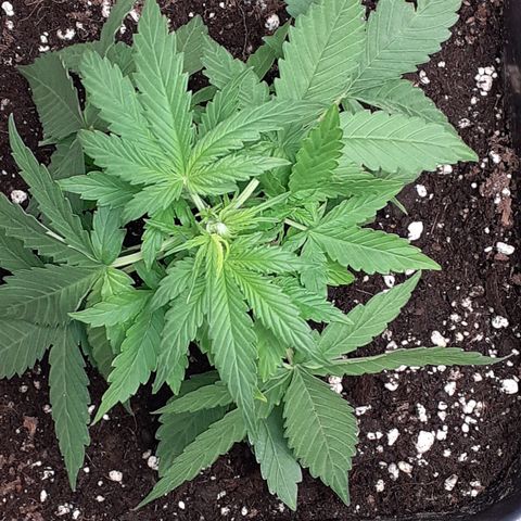 Lemon Kush Auto  growlog timeline photo