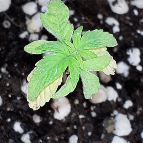 Lemon Kush Auto  growlog timeline photo