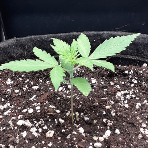 Red Critical Auto  growlog timeline photo