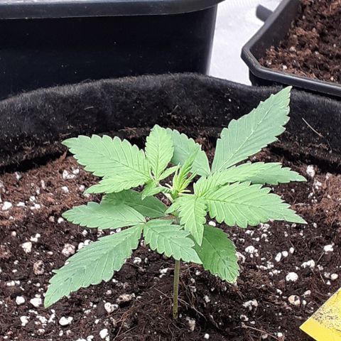 Red Critical Auto  growlog timeline photo