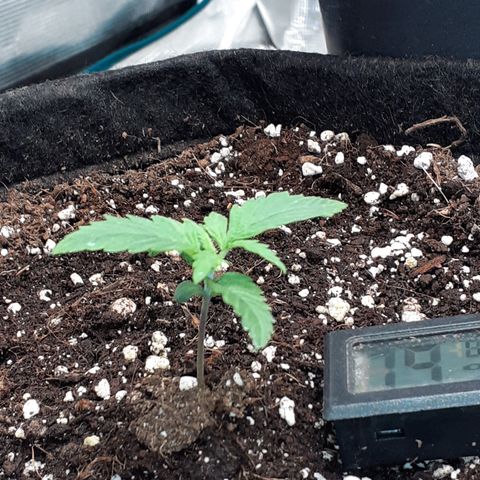 Gorilla Glue Auto  growlog timeline photo