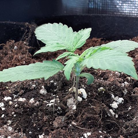 Gorilla Glue Auto  growlog timeline photo