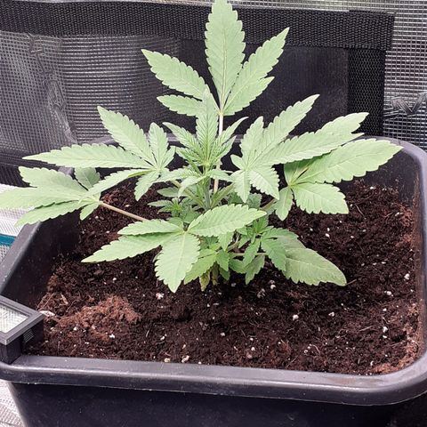 Gorilla Girl Fv growlog timeline photo
