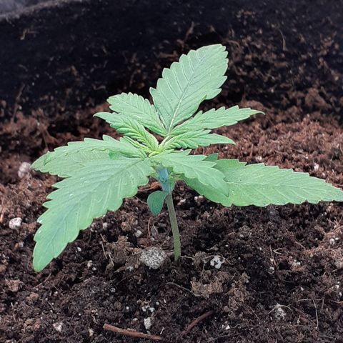 Gorilla Glue Auto  growlog timeline photo