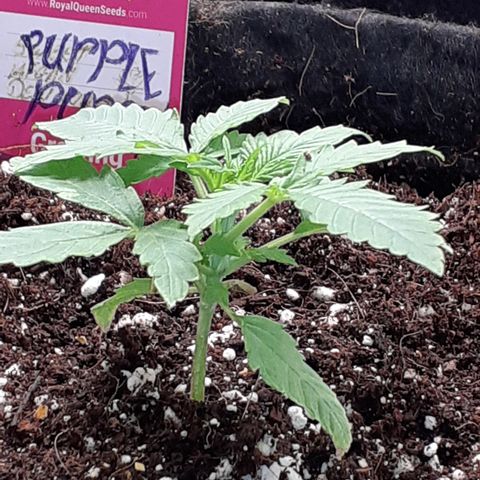 Purple punch Auto  growlog timeline photo