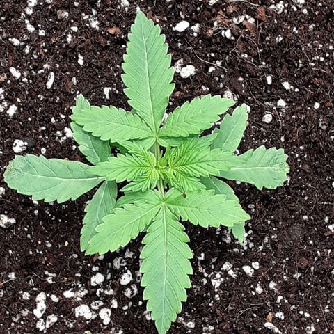 Purple punch Auto  growlog timeline photo