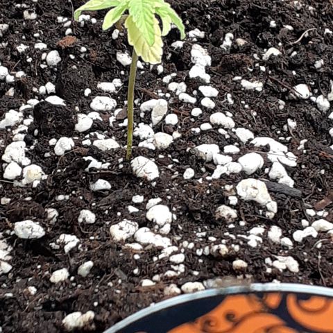 Lemon Kush Auto  growlog timeline photo