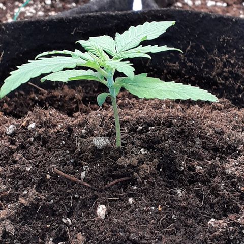 Gorilla Glue Auto  growlog timeline photo
