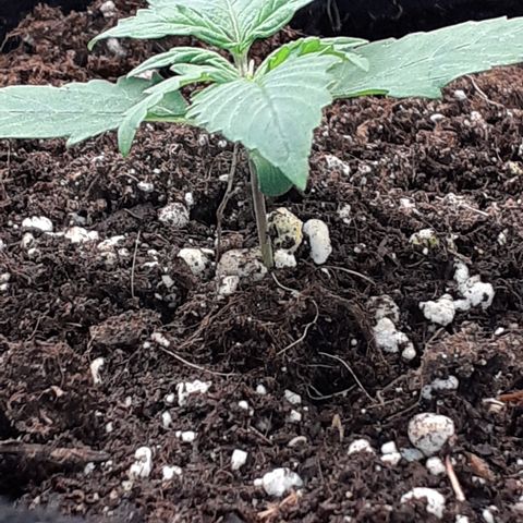 Gorilla Glue Auto  growlog timeline photo