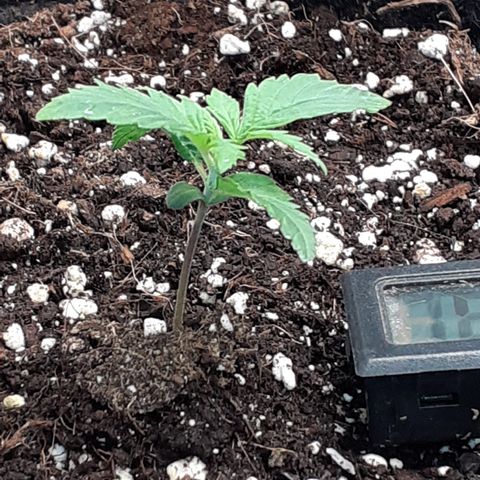 Gorilla Glue Auto  growlog timeline photo