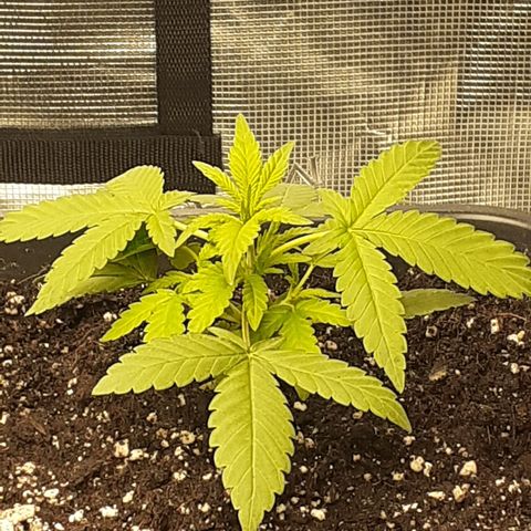Bruce Banner Auto  growlog timeline photo