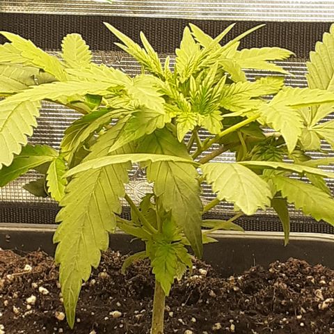Bruce Banner Auto  growlog timeline photo