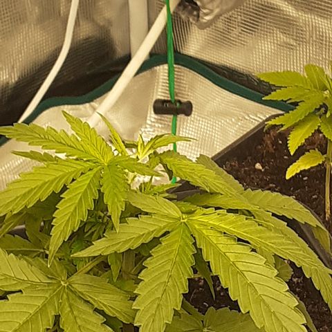 Lemon Kush Auto  growlog timeline photo
