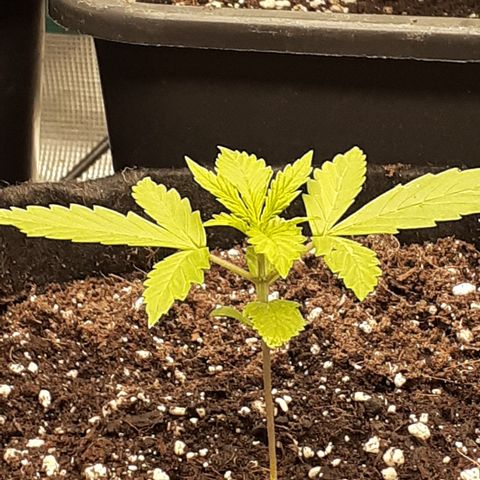 Red Critical Auto  growlog timeline photo