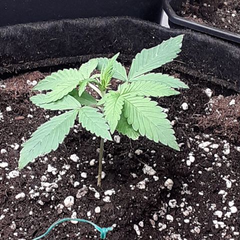 Red Critical Auto  growlog timeline photo