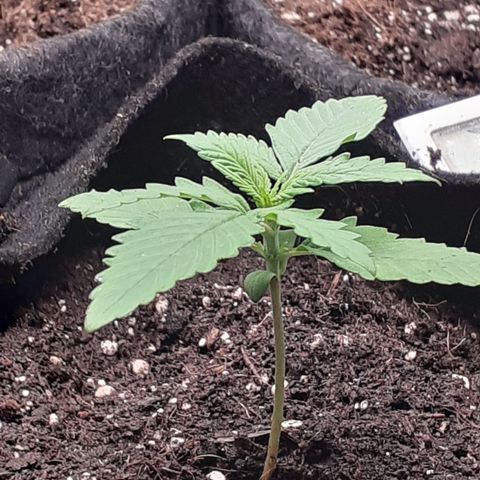Gorilla Glue Auto  growlog timeline photo