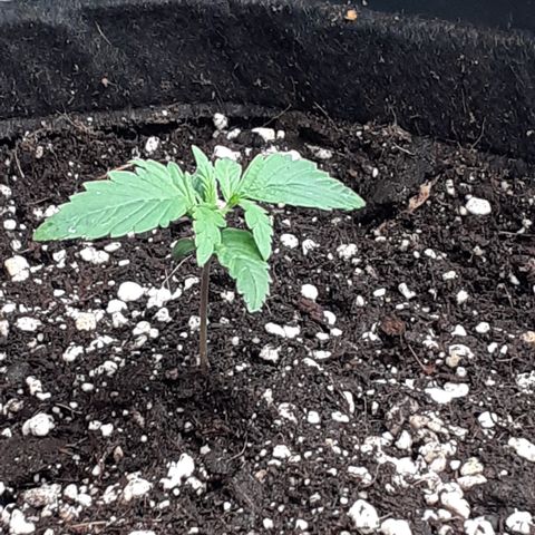 Gorilla Glue Auto  growlog timeline photo