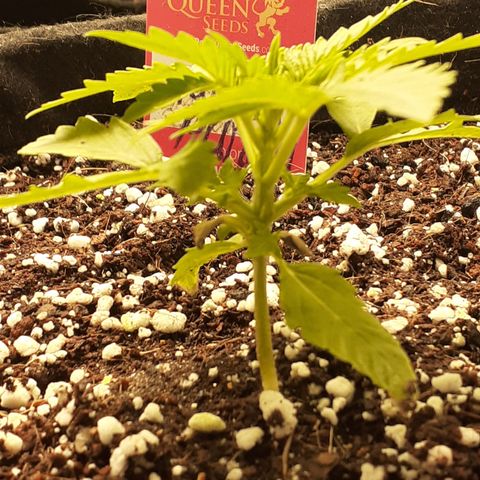 Purple punch Auto  growlog timeline photo