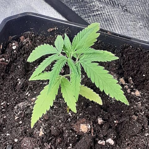 Gorilla Girl Fv growlog timeline photo