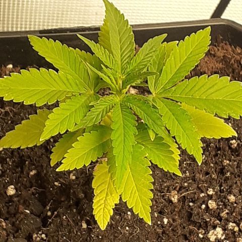 Gorilla Girl Fv growlog timeline photo