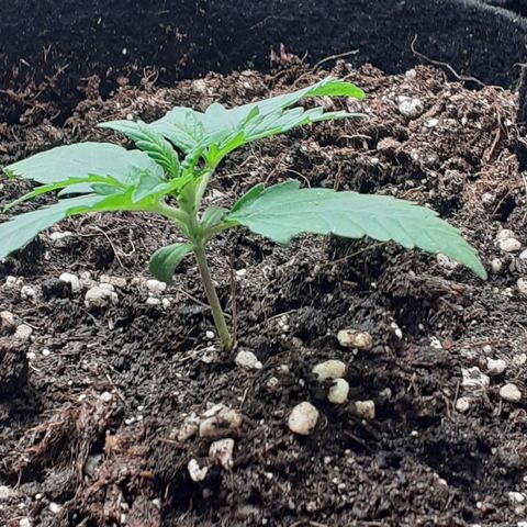 Gorilla Glue Auto  growlog timeline photo