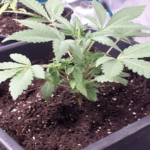 Gorilla Girl Fv growlog timeline photo