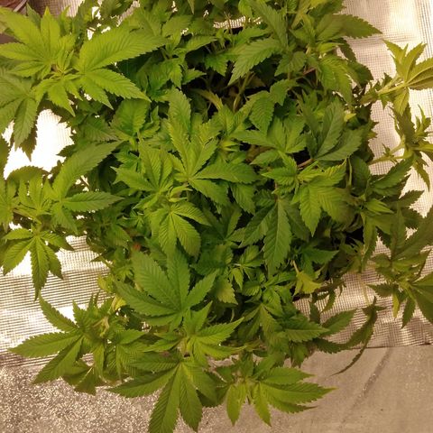 Lemon Kush Auto  growlog timeline photo