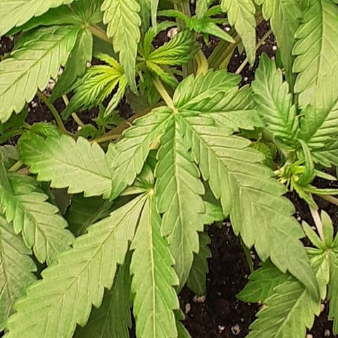 Lemon Kush Auto  growlog timeline photo