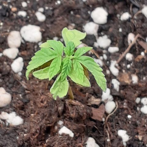 Lemon Kush Auto  growlog timeline photo
