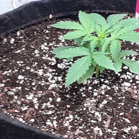 Purple punch Auto  growlog timeline photo