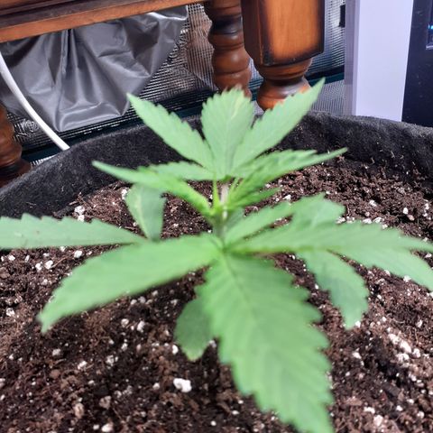Red Critical Auto  growlog timeline photo