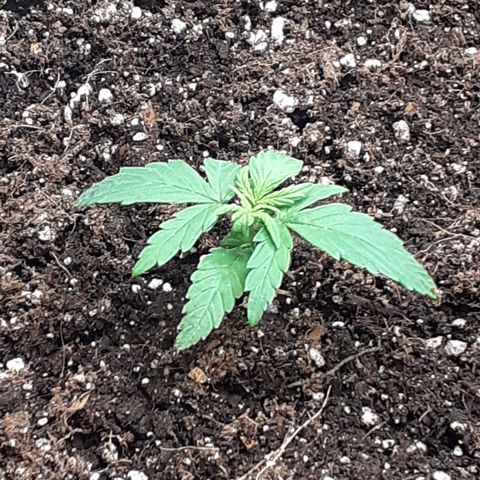 Gorilla Glue Auto  growlog timeline photo
