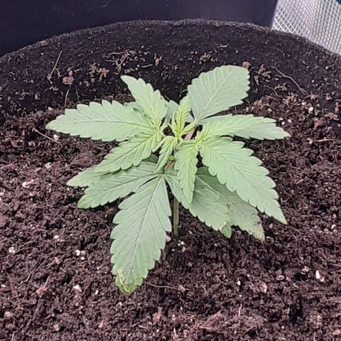 Gorilla Glue Auto  growlog timeline photo