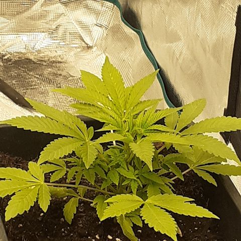 Gorilla Girl Fv growlog timeline photo