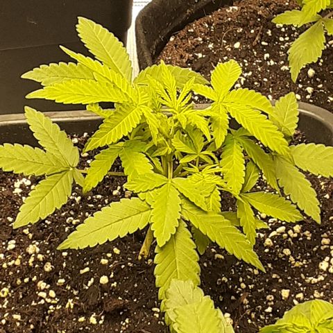 Bruce Banner Auto  growlog timeline photo