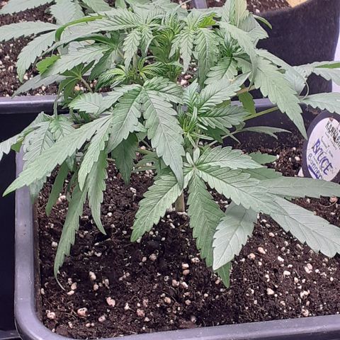 Bruce Banner Auto  growlog timeline photo
