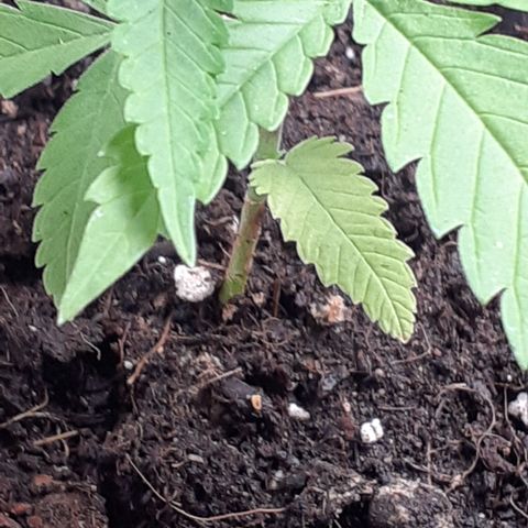 Gorilla Girl Fv growlog timeline photo