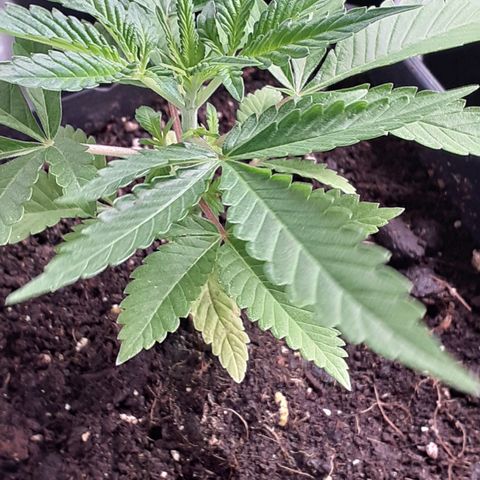 Gorilla Girl Fv growlog timeline photo
