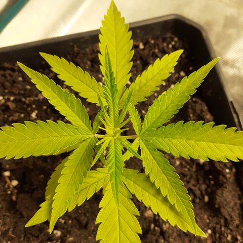 Gorilla Girl Fv growlog timeline photo