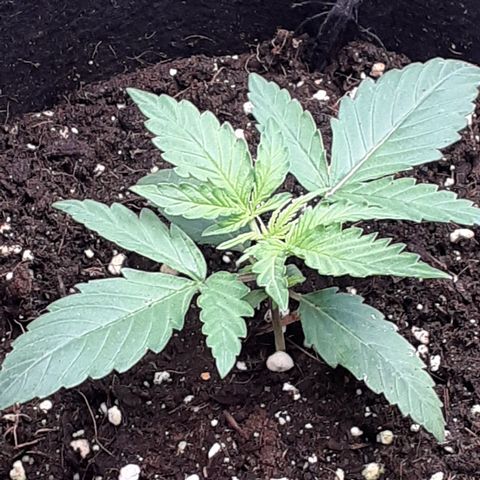 Red Critical Auto  growlog timeline photo