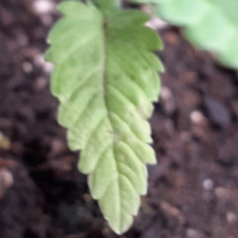 Gorilla Girl Fv growlog timeline photo