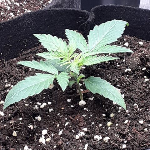 Gorilla Glue Auto  growlog timeline photo